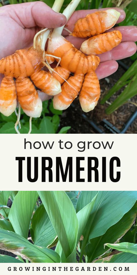 How to Grow Turmeric Growing Tumeric Outdoors, Growing Tumeric Indoors, How To Grow Turmeric, Grow Tumeric, Grow Turmeric, Turmeric Plant, Growing Ginger, Medicinal Herbs Garden, Grow Herbs