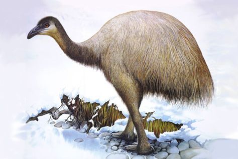 The New Zealand upland moa Megalapteryx didinus was relatively small, weighing 14 to 63 kg.  Bones have commonly been found in alpine areas, but it is also known to have occupied steep coastal areas of the South Island.  It is the only moa with leg feathers down to its ankles.  Image by permission, Copyright © Peter Schouten. Prehistoric Wildlife, Ancient Animals, Paleo Art, Extinct Animals, Dinosaur Art, Prehistoric Creatures, Prehistoric Animals, Wildlife Art, Creature Design