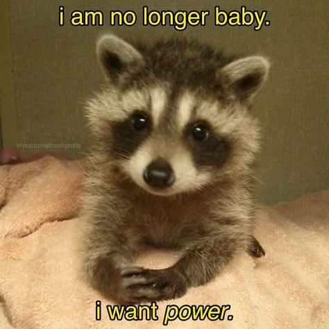 Pet Raccoon, Cute Raccoon, Raccoon Funny, Trash Panda, Silly Animals, Racoon, Oui Oui, What’s Going On, Animal Photo