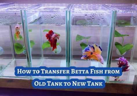 So, you’ve decided to give your betta fish a swanky new home? That’s an exciting move for both you and your finned friend! Whether upgrading to a larger tank or simply giving your betta a change of scenery, transferring your aquatic buddy from the old tank to the new one requires a bit of finesse. … How to Transfer Betta Fish from Old Tank to New Tank Read More » Small Fish Tanks, Aquarium Heater, Betta Fish Tank, Small Tank, Fish In A Bag, Small Fish, New Tank, Beneficial Bacteria, Betta Fish