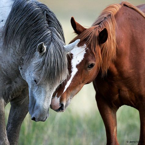 Together Forever-Animal Horse Buddies by deDeanna's Simple Pleasures, via Flickr Horses Together, Equine Photographer, Wild Mustangs, Funny Horse, All The Pretty Horses, Cute Horses, Equine Photography, Horse Life, Pretty Horses