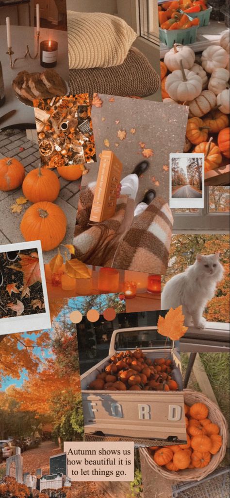 Cute Fall Collage Wallpapers, Autumn Book Aesthetic Wallpaper, Fall Astethic Collage, Autumn Collage Wallpaper Iphone, Spooky Season Wallpaper, Autumn Collage Wallpaper, Pumpkin Aesthetic, Autumn Collage, Cottagecore Fall