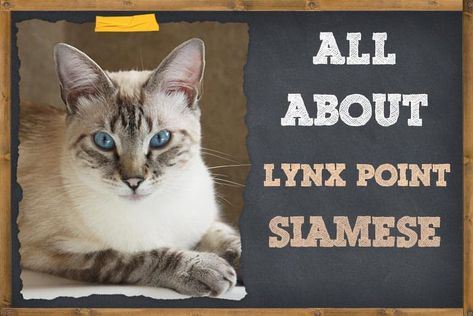 Lynx Point Siamese - All Things You Need to Know | ZooAwesome Lynx Point Siamese, Cat Breeds Siamese, Seal Point Siamese, Siamese Kitten, Kittens Coloring, Cat Biting, Cat Obsession, Pet Allergies, Siamese Kittens