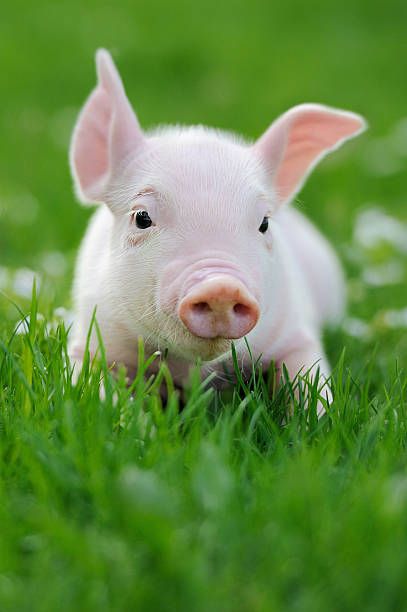 Month Animals, Pig Images, Teacup Pigs, Small Pigs, Mini Pigs, Farm Photo, Cute Piggies, Baby Pigs, Forest Friends