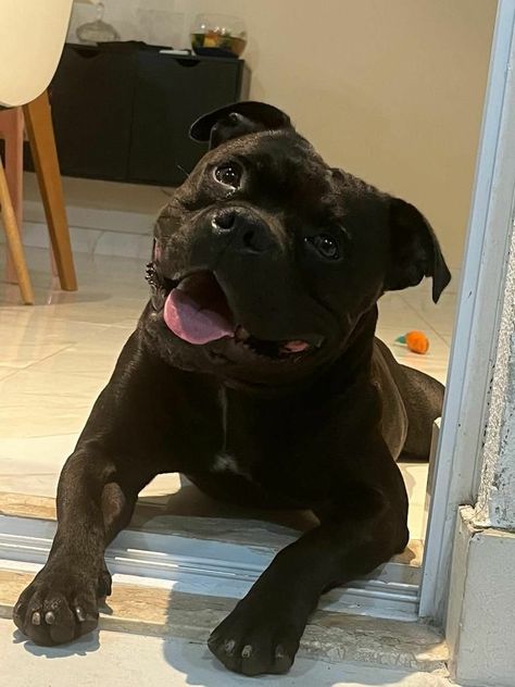 Black Staffordshire Bull Terrier, Black Staffy Puppy, Black American Bully, Black Staffy, Staffie Puppies, Staff Bull Terrier, Staffie Dog, Black Bulldog, Pitbull Boxer