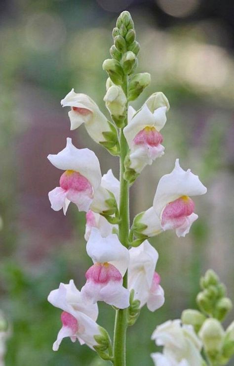 Snapdragon Flowers, Flowers Paintings, Making Plant Pots, Flower Pot Design, Perennial Herbs, Sympathy Flowers, Growing Seeds, Flowers Online, Apple Blossom