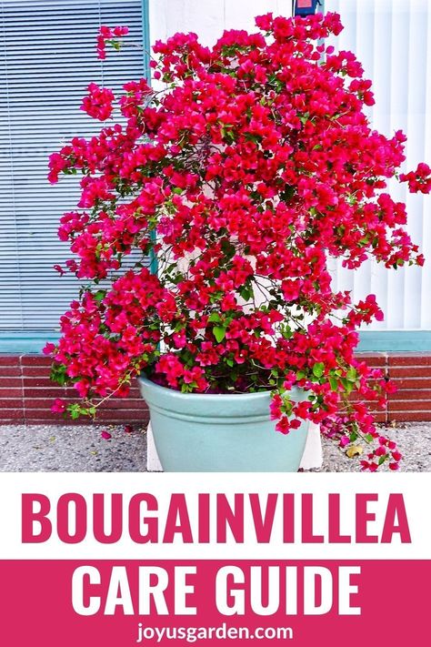 Potted Buganvilla, Potted Bougainvillea Patio, Bourgainvilier Flower, Boganvila Plant, Bouganvilla Landscaping, Buganvilla Ideas Yards, Bogenvilla Plant, Colorful Pots For Plants, Bougenville Flowers