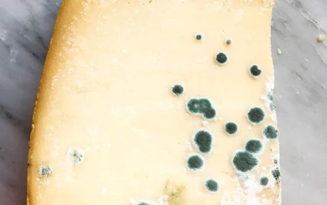 Is the mold growing on my cheese dangerous? Moldy Cheese, Cheese Mold, Cheese Shop, Science Fair Projects, Swiss Cheese, Science Fair, Processed Food, Yeast, Love Food