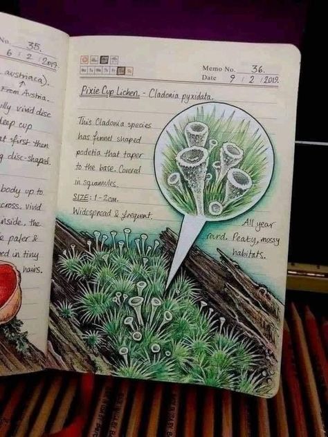 Pixie Cup Lichen, Botanical Sketchbook, Field Journal, Plant Journal, Nature Sketch, Plant Book, Art Diary, Journal Aesthetic, Scientific Illustration