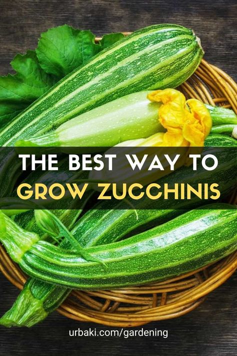 We walk you through the process of growing Zucchini, how to grow it, how to maintain your plants, water, fertilize and harvest it and also a quick recipe to make the best use of your fresh homegrown zucchini squash. Zucchini is easy to grow in pots or containers. Growing the zucchini plant can be a challenge so this helpful zucchini growing video should answer all your questions about growing zucchini. #urbakigardening #gardening #zucchini #vegetables #growzucchini #easygrow Zucchini Growing, Zucchini Plant, Zucchini Pasta Recipes, Zucchini Recipes Baked, Growing Zucchini, Zucchini Recipes Healthy, Squash Zucchini, Zucchini Plants, Zucchini Banana Bread