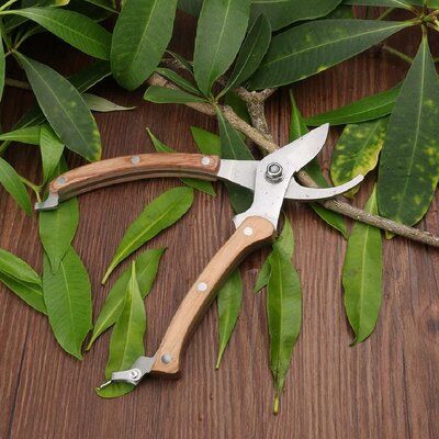 Women Bedroom Ideas, Urban Patio, Old Money Home, Gardening Scissors, Bedroom Women, Valentines Aesthetic, Tree Trimmer, Super Boy, Garden Scissors