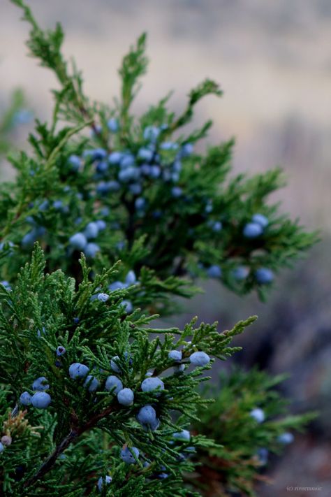 Forest Berries Aesthetic, Juniper Aesthetic, Juniper Photography, Berries Aesthetic, Berry Aesthetic, Juniper Flower, Berries Photography, Juniper Tree, Autumn Tattoo