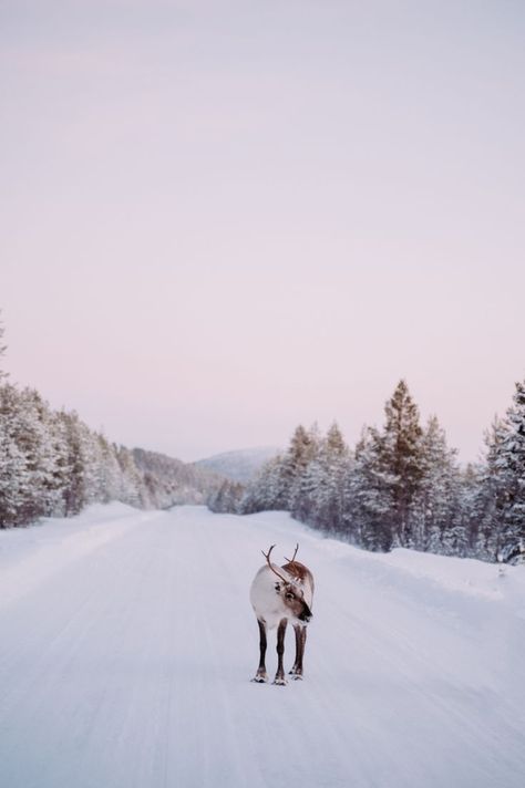 Finland Trip, Sunset Snow, Winter Aesthetic, Winter Season, Winter Wonderland, Finland, Vision Board, Voyage, Animals