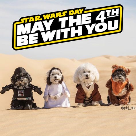 Happy Star Wars Day! Happy Star Wars Day, May The Fourth Be With You, May The Fourth, May 4th, Dog Pics, Star Wars Day, May The 4th, May The 4th Be With You, Dog Party