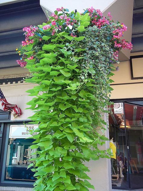 Sweet potato vine Sweet Potato Vine Hanging Basket, Sweet Potato Plant Vine, Spilled Flower Pot Ideas, Spilled Flower Pot, Plant Hanging Basket, Vine Ideas, Potato Plant, Flower Pot Ideas, Fast Growing Vines