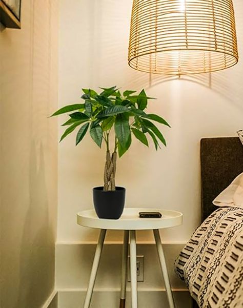 Charm your space with a faux Money Tree Plant—no watering required! Lifelike and low-maintenance, it adds greenery and prosperity without a dime spent. Money Tree Plant, Fake Money, Money Tree, Money Trees, Plant Decor, Low Maintenance, Trees To Plant, Money, Plants