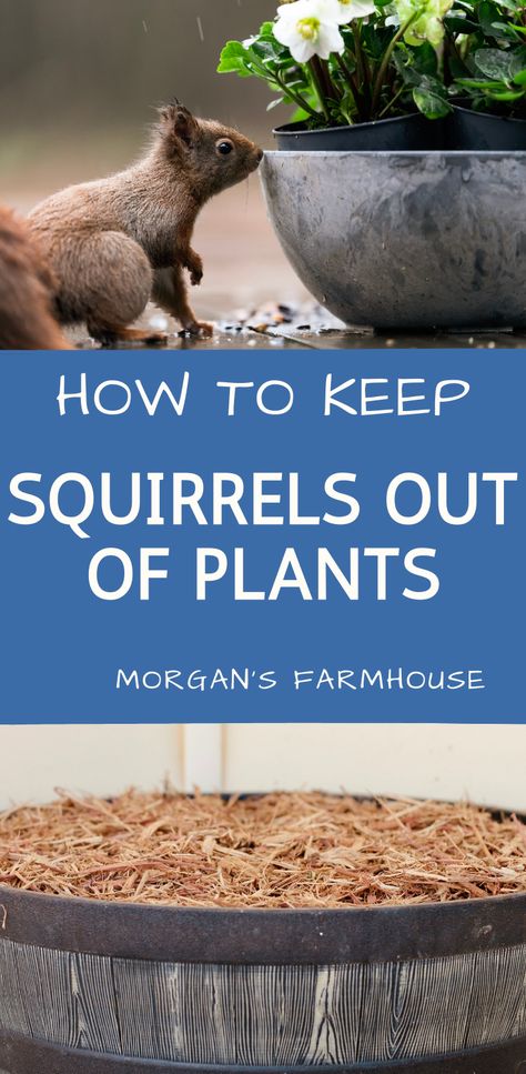 Keep Squirrels Out Of Bird Feeders, Keeping Squirrels Out Of Flower Pots, How To Protect Plants From Animals, Squirrel Proof Bird Feeder Diy, Keep Squirrels Out Of Potted Plants, How To Keep Squirrels Out Of Flower Pots, How To Keep Squirrels Out Of Garden, Bird Feeder Landscaping Ideas, Squirrels