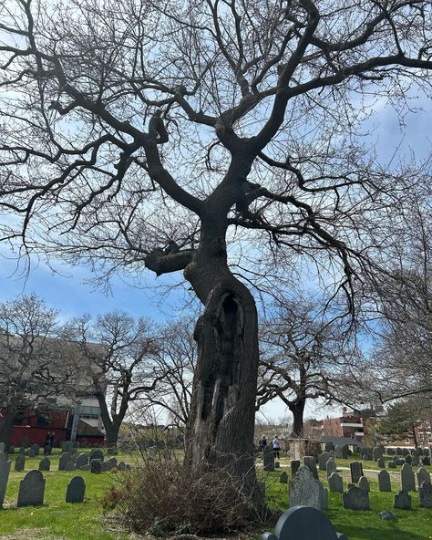 Harken ye witches!!! ‘Tis a Salem in Spring photo dump! Have you been to Salem? Which season? . #salem #witchcraft #photodump #travel #witch #witchaesthetic #witchythings #witchyvibes #salemmassachusetts Salem Core, Salem Aesthetic, Witch City, W.i.t.c.h Aesthetic, Salem Massachusetts, Salem Ma, Spring Photos, Witchy Vibes, Photo Dump