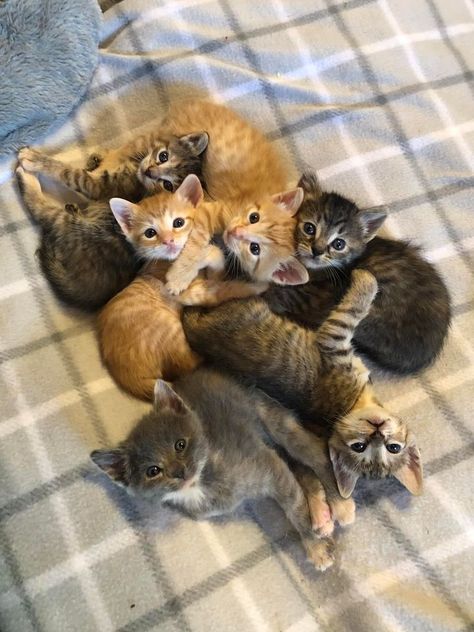 Look at all these cuties at Wayside Waifs. Their Pet Adoption Center is open 11am-7pm today/ Head over there and check them out! Pet Shelter, Pet Adoption Center, Adoption Center, Cute Cat Wallpaper, Cute Cats Photos, Anime Cat, Cat Aesthetic, Not Ready, Foster Care