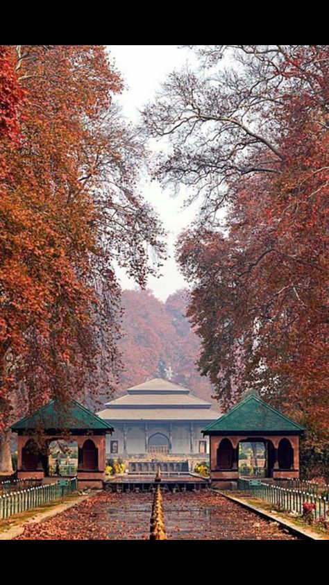 Shalimar garden blazing Chinars Kashmir Photos, Shalimar Garden, Kashmir India, Beautiful Cities, Pop Art Wallpaper, Srinagar, Jammu And Kashmir, Autumn Landscape, Autumn Cozy