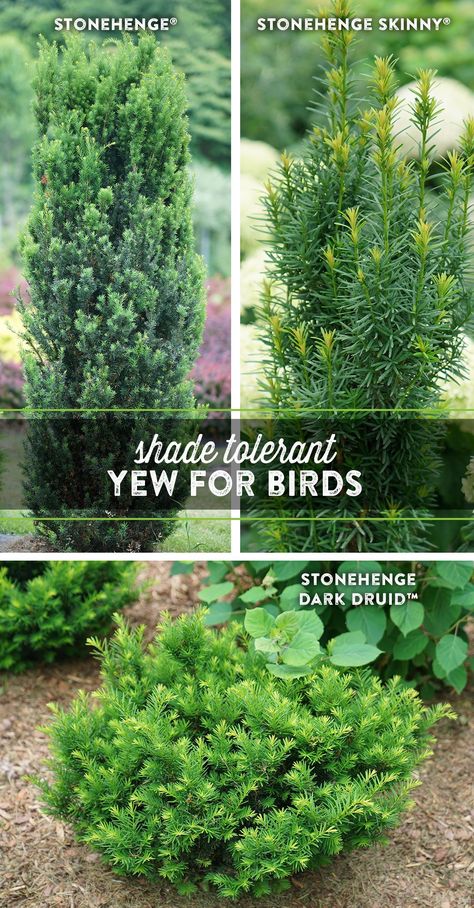 Stonehenge Yew, Farmhouse Gardens, Yew Shrub, Evergreens For Shade, Shady Gardens, Border Garden, Shade Shrubs, Shade Gardens, Yard Landscape