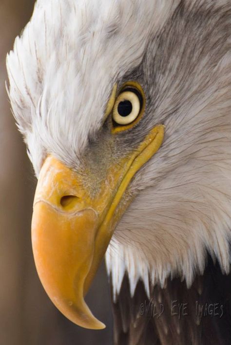 Bald Eagle Art, Eagle Drawing, Eagle Images, Eagle Painting, Eagle Wallpaper, Eagle Pictures, Western Comics, Eagle Art, American Bald Eagle