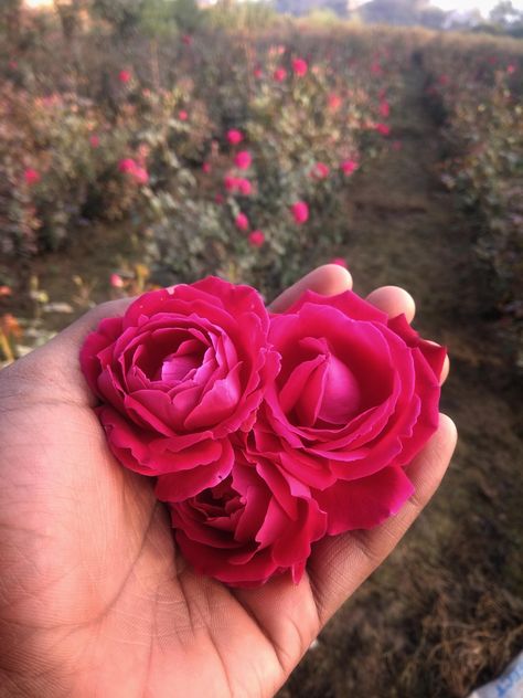 Rose farming at my village. Indian Rose(Desi Rose). Village Indian, Homemade Rose Water, Healing Acne, Gardening Tools Names, Rose Pic, India Rose, Rose Gardening, Indian Rose, Boiled Water