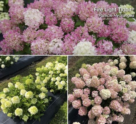 Short Hydrangea Bush, Miniature Hydrangea Plants, Panicle Hydrangea Landscaping, Small Hydrangeas, Mini Hydrangeas, Quick Fire Hydrangea, Hydrangea Landscaping, Hydrangea Shrub, Porch Landscaping