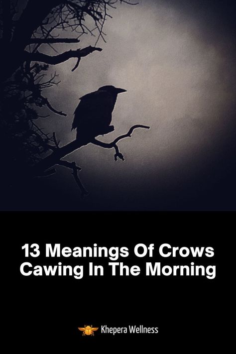 13 Meanings Of Crows Cawing In The Morning Meaning Of Crows, Crow Cawing, Crow Meaning, Crow Spirit Animal, Morning Outside, Crow Call, Time Meaning, Animal Spirit Guides, Spiritual Beliefs