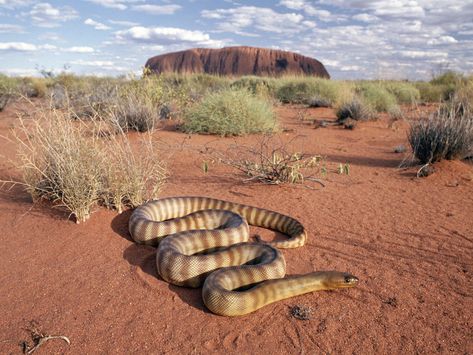 Only In Australia 1 Ayers Rock Australia, Australian Desert, Snake Wallpaper, Desert Animals, Outback Australia, Australian Wildlife, Australian Animals, Wallpaper Free, Reptiles And Amphibians