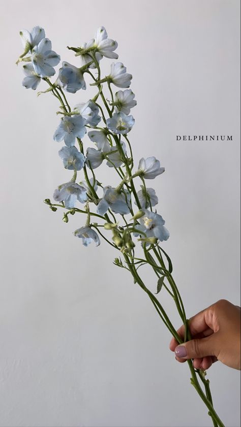 Delphinium Flower Aesthetic, Watercolour Reference, Delphinium Flower, Individual Flowers, Delphinium Flowers, Blue Delphinium, Elegant Bouquet, Flower Landscape, Wildflower Bouquet