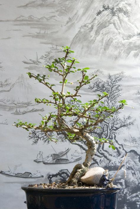 An inexpensive version of the dwarfed bonsai tree can be made with wire and beads. Small Evergreen Shrubs, Ming Tree, Bonsai Tree Care, Mini Bonsai, Wire Tree Sculpture, Wire Trees, Miniature Trees, Wire Tree, Bonsai Plants