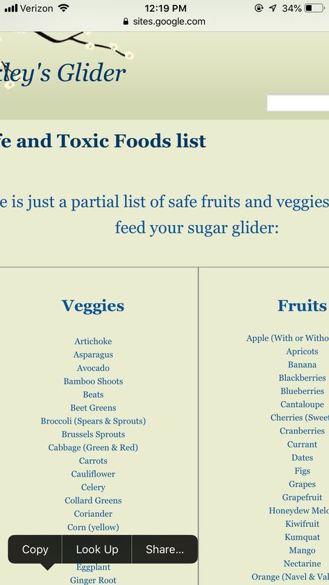 Sugar Glider Food, Gus Gus, Sugar Gliders, Beet Greens, Toxic Foods, Bamboo Shoots, Sugar Glider, Food List, Food Lists