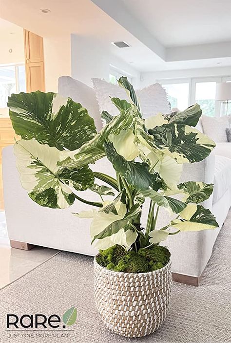 Alocasia Dawn is an exotic RARE plant with striking color patterns and variations. Its large, heart shaped, glossy leaves marbled with tones of light green and white make this a unique plant and an ideal focal point for any patio, porch, deck or garden.#plants #garden #greenhouse #summer #plantpeople #green Elephant Ears Plants Indoor, Elephant Ears Plants, Types Of Elephants, Big Leaf Plants, Elephant Plant, Alocasia Plant, Plant Goals, Live Indoor Plants, Elephant Ear Plant