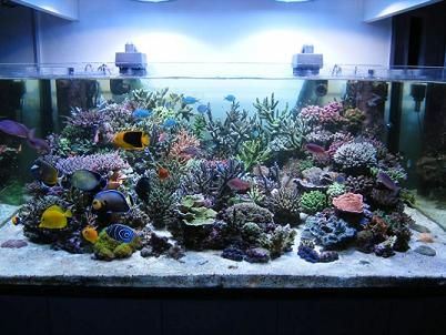 All sps tanks - Page 5 - Reef Central Online Community Diy Fishing Decor, Coral Reef Tank, Reef Tank Aquascaping, Coral Aquarium, Custom Aquarium, Coral Reef Aquarium, Aquarium Maintenance, Aquarium Ornaments, Home Aquarium