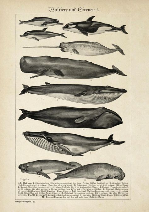 Whale Chart, Biology Poster, Scientific Drawing, Whale Illustration, Science Illustration, Whale Art, Desenho Tattoo, Animal Posters, Ocean Creatures