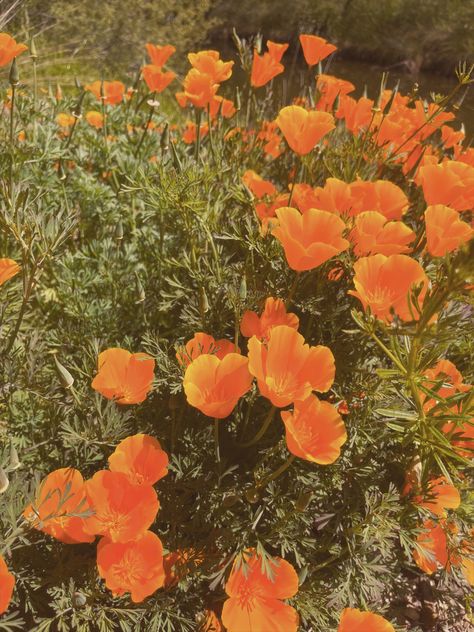 #poppy #california #poppies #wildflowers #nature #naturelovers #photography #outdoor #flowers #aesthetic #floweraesthetics #orange #yellow #retro #trendy Pretty orange poppies | flowers | california flower | retro | aesthetic | nature photography | wildflowers Orange Poppies, Orange Wildflowers, California Poppies Aesthetic, California Poppy Field, Red Orange Flowers Aesthetic, Orange Flower Field, Orange Buttercream, Wild Poppies, Orange Poppy