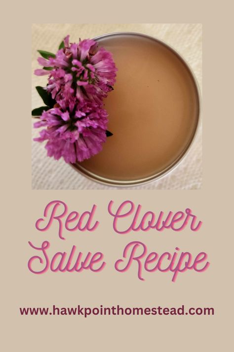 Red Clover Recipes, Red Clover Jelly Recipe, Red Clover, Red Clover Uses, Red Clover Plant, Red Clover Magical Properties, Red Clover Benefits, Red Clover Salve, Clover Oil