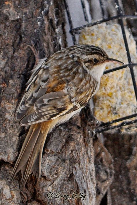 Brown Creeper, Colorado Birds, House Sparrow, Animal Images, Goldfinch, Bird Drawings, Small Birds, Animals Images, The Common