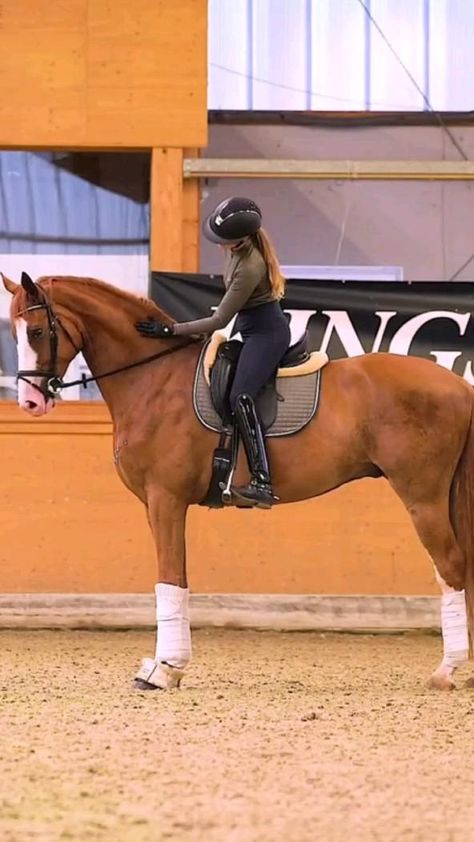 Dressage Outfit, Chestnut Horses, Horse Fashion, Horse Dressage, Horse Horse, Horse Videos, Horse Boarding, Dressage Horses, Chestnut Horse