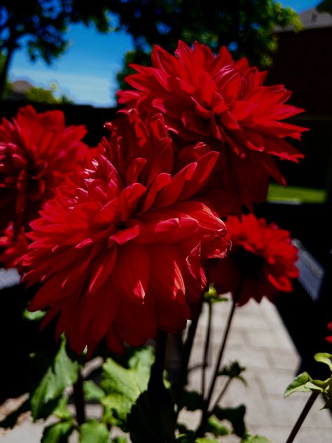 Large bundle of red dahlia flowers outside with blue sky and tree in the background. Red Dahlia Flower Aesthetic, Red Dahlia Aesthetic, Dahlia Aesthetic, Daliah Flower, Red Dahlia Flower, Red Dahlias, Red Mood, Million Flowers, Dnd Oc