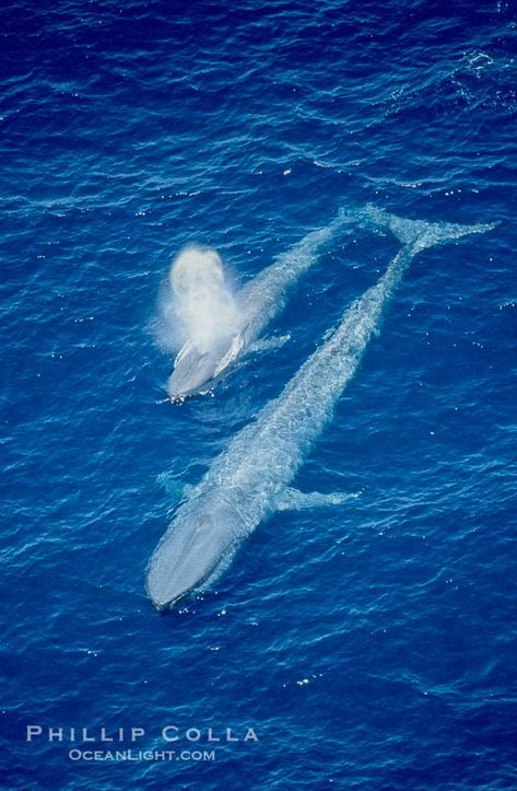 Two blue whales, a mother and her calf, swim through the open ocean in this aerial photograph. Balaenoptera musculus photograph. Blue Whale Pictures, Whale Mother And Calf, Whale Pictures, Great Whale, Whale Stuffed Animal, Whale Painting, Blue Whales, Animal Printables, Whale Tattoos