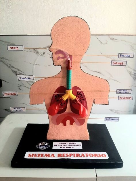 Respiratory Model Project, Lung Project Ideas, Human Respiratory System Model, Working Model Of Respiratory System, Lungs Model Projects, Respiratory System Model, Respiratory System Projects, Human Body Systems Projects, Body Systems Project