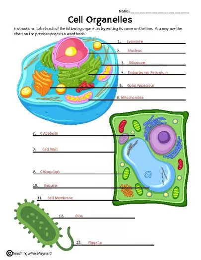 CELL ORGANELLES - Matching Descriptions - Labeling Plant and Animal Cells Cell Organelles Activities, Animal Cells, Plant And Animal Cells, Cell Organelles, Animal Cell, Structure And Function, The Cell, Answer Keys, Product Description