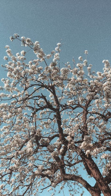 Vintage aesthetic, white blossom tree spring White Blossom Aesthetic, Blossom Tree Aesthetic, Phone Asthetic, Lana Songs, White Blossom Tree, Insta Grid, Blossom Aesthetic, Frederick Chilton, Jack Crawford