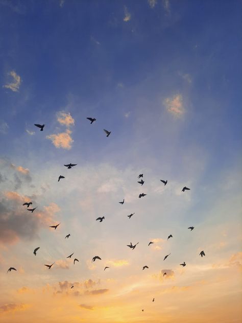 Birds Flying In The Sky, Editing Material, Atmospheric Photo, Sunset Skies, Oil Painting For Beginners, Birds In The Sky, Mexican Women, Watercolor Sunset, Landscape Art Painting