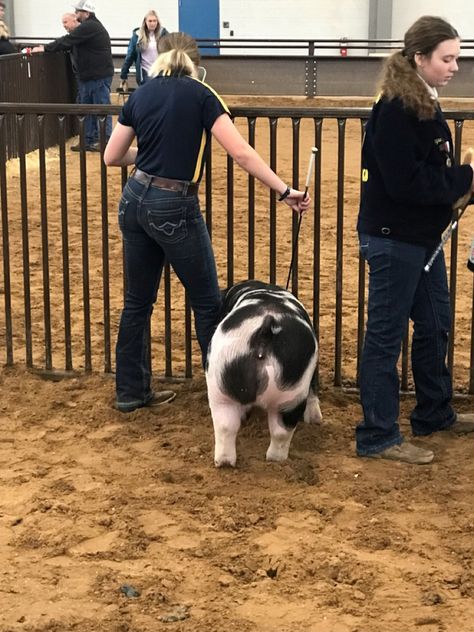 Livestock Judging, Pig Showing, Pig Pictures, Showing Livestock, Ffa, Bracelet Ideas, Western Outfits, Pigs, Summer Aesthetic