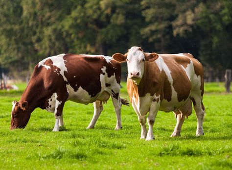 Pretty Cows, Cows In A Field, Bruce Lee Pictures, Cow Shed, Friendship Video, Animal Agriculture, Cow Pictures, Animals Friendship, Pet Day