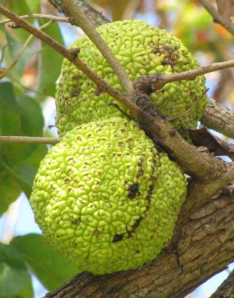 Osage orange or hedge apple. Plant these around your property if you need an impenetrable fence. Maclura Pomifera, Hedge Apples, Apple Plant, Apple Festival, Sun Loving Plants, Apple Decorations, Alpine Plants, Pumpkin Apple, Garden Plans