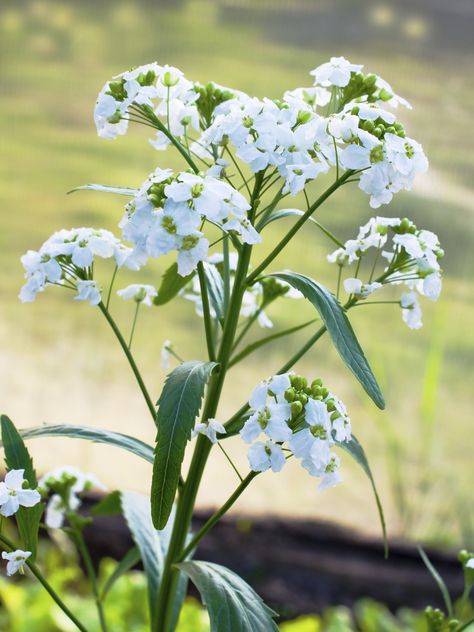 Like its cousins, broccoli and radish, the horseradish plant has flowers; the question is, are horseradish flowers edible? If not, should you cut horseradish flowers? The following article will try and answer these questions. Click here to learn more. Horseradish Plant, Growing Horseradish, Easy Broccoli Casserole, Horseradish Recipes, Fresh Horseradish, Vegetable Bin, Radish Recipes, Broccoli Cheddar Soup, Radishes